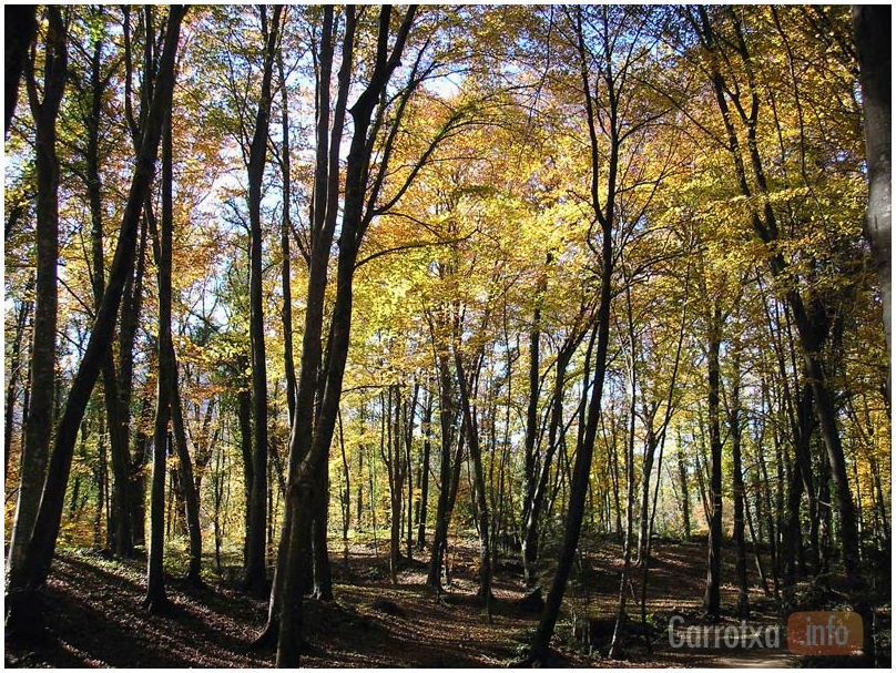 fageda den jordà